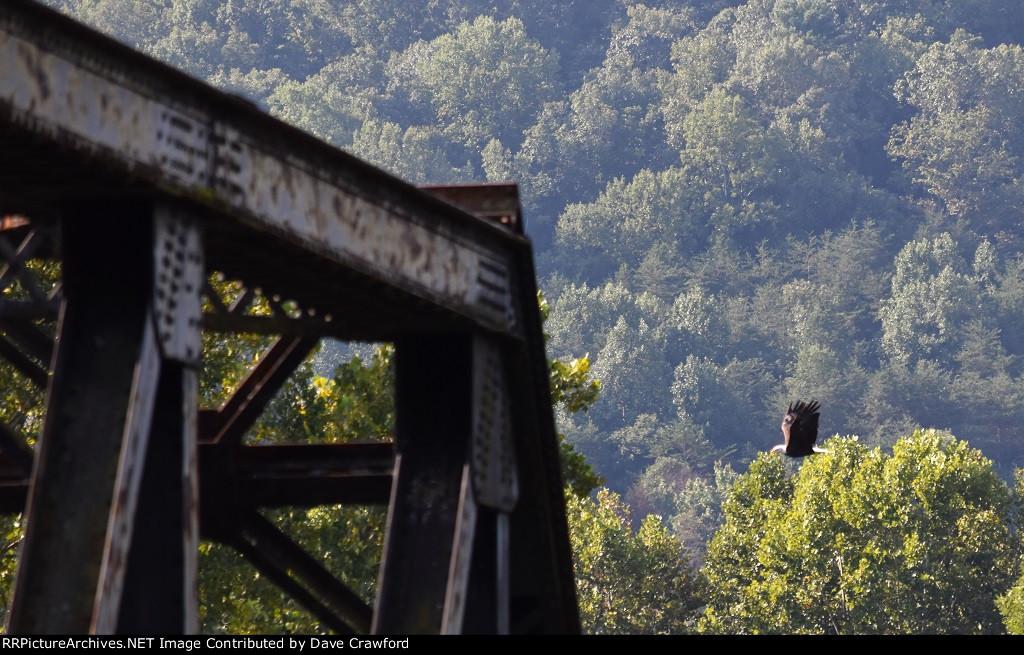 A Bald Eagle Flies Over the NS James River Trestle.